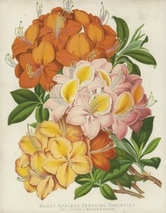 Azalées rustiques, variétés de semis