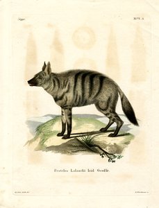 Protèle