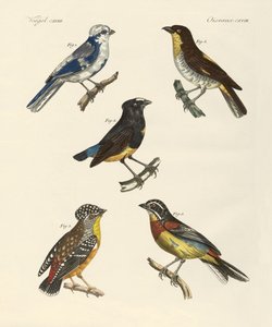 Beaux oiseaux étrangers