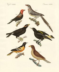Oiseaux étranges