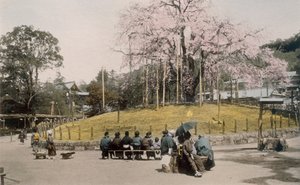 Le célèbre cerisier de Maruyama, Kyoto, années 1890