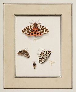 Papillons, vers 1755-65