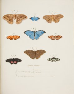 Papillons étrangers, vers 1755-65