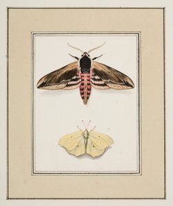 Sphinx du troène et Citron, vers 1755-65
