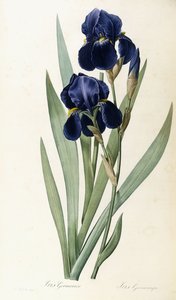 Iris germanica - Pierre Joseph Redouté