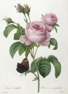 Rosa Centifolia, Rosier à cent feuilles, du Choix Des Plus Belles Fleurs et des Plus Beaux Fruits, 1827 - Pierre Joseph Redouté