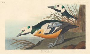Canard occidental, 1838