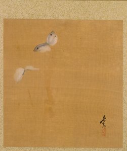 Papillons de nuit