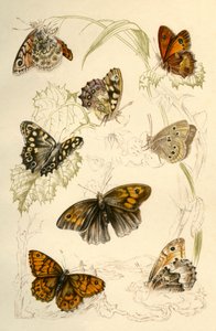 Papillons, 19ème siècle