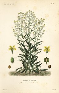 Roquette de Turquie, Bunias orientalis