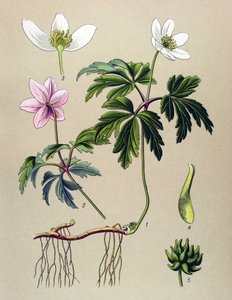 Planche botanique, plante vénéneuse et médicinale : Anémone sylvie ou Anémone des bois (Anemone nemorosa)