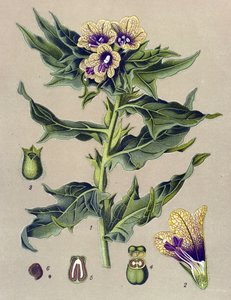 Tableau botanique, plante : jusquiame noire (Hyoscyamus niger)