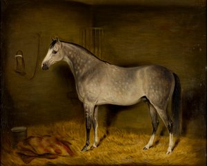 Cheval arabe dans un box